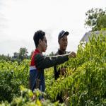 Kilang Pertamina Dumai Perkuat Ketahanan Pangan dan Pemberdayaan Petani Lokal